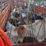 सिवनी पुलिस का बड़ा एक्शन! अवैध तस्करी से 30 गौवंश मुक्त, ट्रक जब्त, आरोपी फरार
