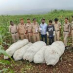 खंडवा में ‘ऑपरेशन ग्रीन स्ट्राइक’ का बड़ा एक्शन, 23 क्विंटल अवैध गांजे की फसल जब्त; कीमत 1 करोड़ से ज्यादा
